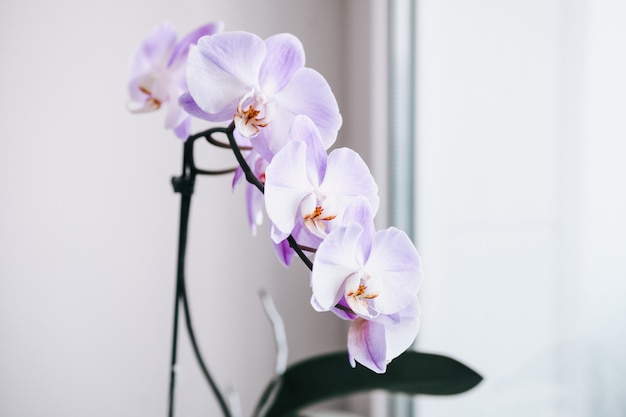 Closedup shot of pink orchid in pot