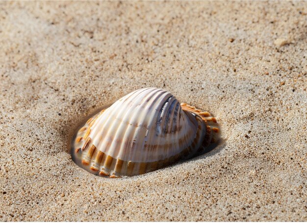 A ClosedUp Shot of A Sea Snail