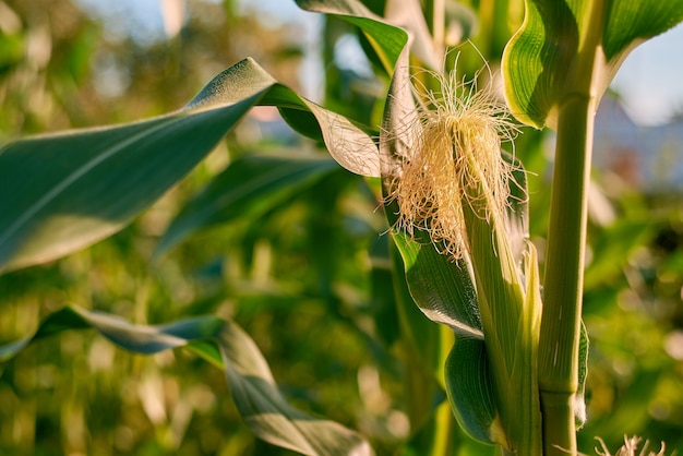 Photo closeu pear of corn in the field on a sunny day.