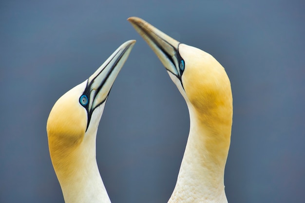 Photo closeu up of a couple northern garnet birds