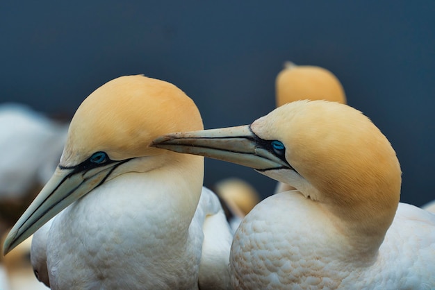 Photo closeu up of a couple northern garnet birds