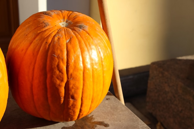 closeuo of pumpkin in the autumn sunshine