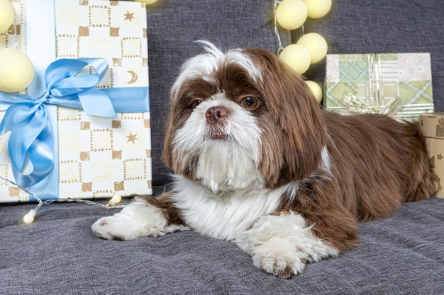 Closeup of a 9 month old shit tzu lying on the sofa next to gift boxes with bows and light bulbs