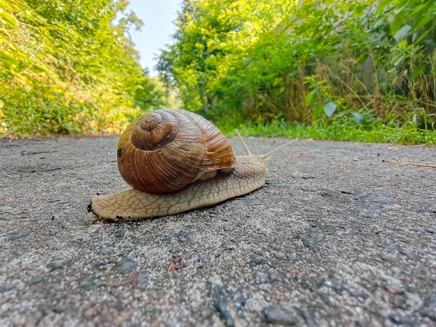 Closeup of an achatina snail crawling on the asphalt The background is blurred
