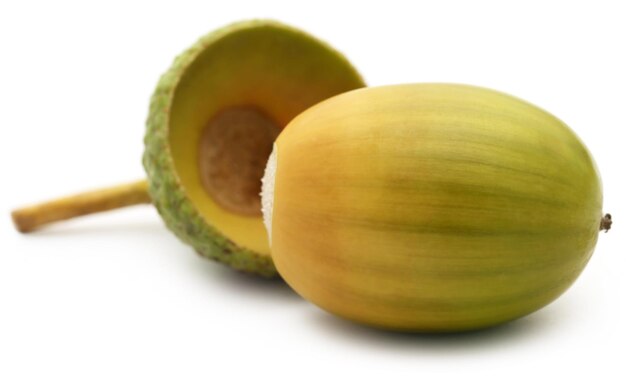 Closeup of acorn over white background