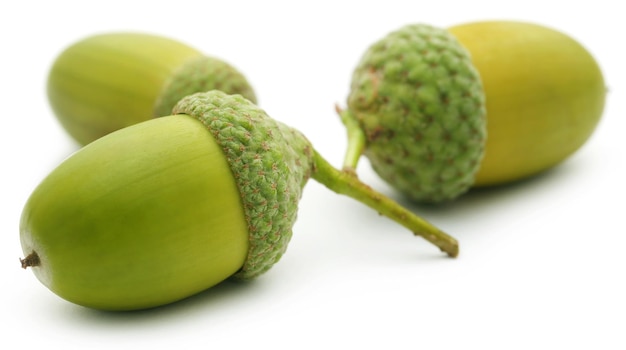 Closeup of acorn over white background