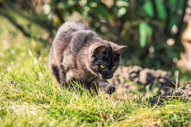 日光の下で緑に覆われたフィールドで愛らしい黒猫のクローズアップ