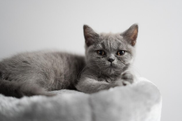 白い壁に枕の上に横たわっている愛らしい国内の灰色の子猫のクローズアップ