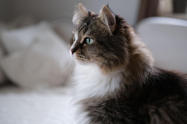 Крупный план очаровательного сибирского кота на диване, смотрящего прямо