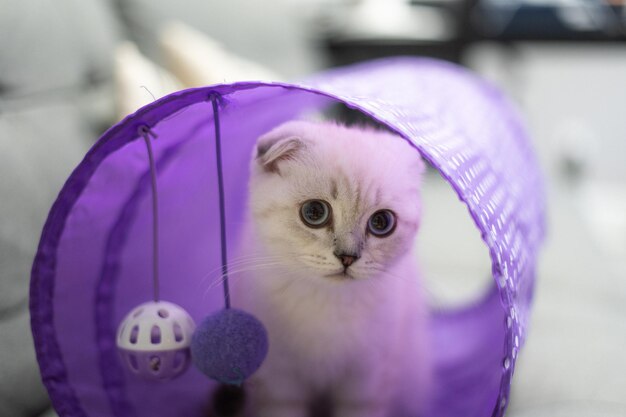 Closeup of an adorable white kitten in a small purple cat house with hanging toys on the floor