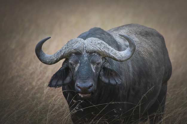 Closeup of an African buffalo in the Maasai Mara National Reserve, Kenya, Tanzania