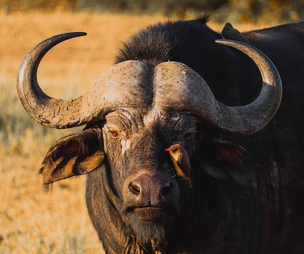 Closeup of African buffalo with bird in nose in Savannah of Masai Mara Reservation