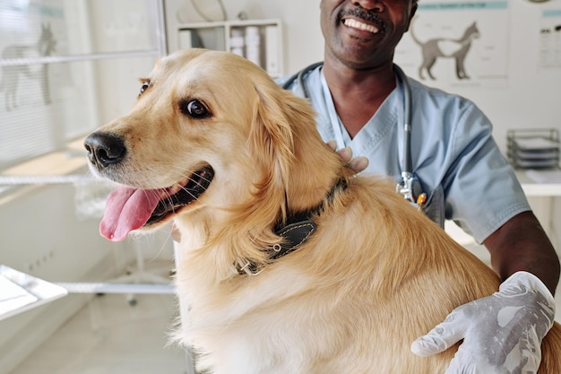 Closeup of african vet caring about cute retriever at vet room