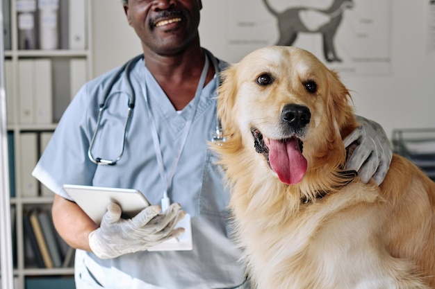 Closeup of african veterinarian caring about purebred retriever at vet clinic