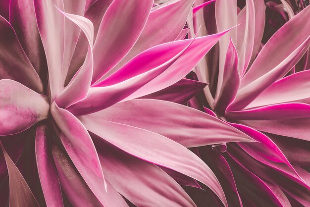 closeup agave cactus abstract natural pattern background and textures dark red toned