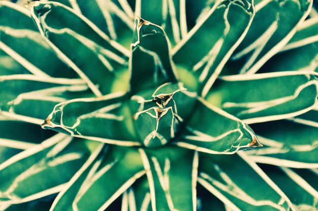 Closeup of agave cactus plant