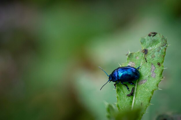 Closeup of the Agelastica alni the alder leaf beetle