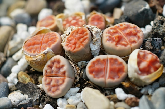 Photo closeup on an aggregation of some light red colored living stones, lithops karasmontana latentia