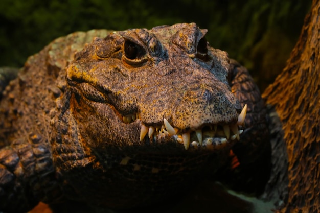 Closeup of the alligator Large crocodile teeth