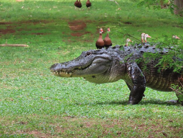 Closeup of an alligator walking across the grass