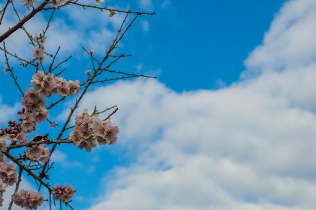 アーモンドの花のクローズアップ