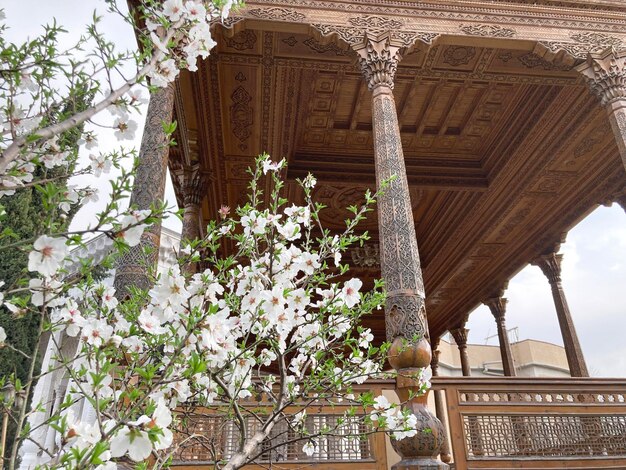 Closeup of Almond Tree Blossoms Dushanbe Tajikistan