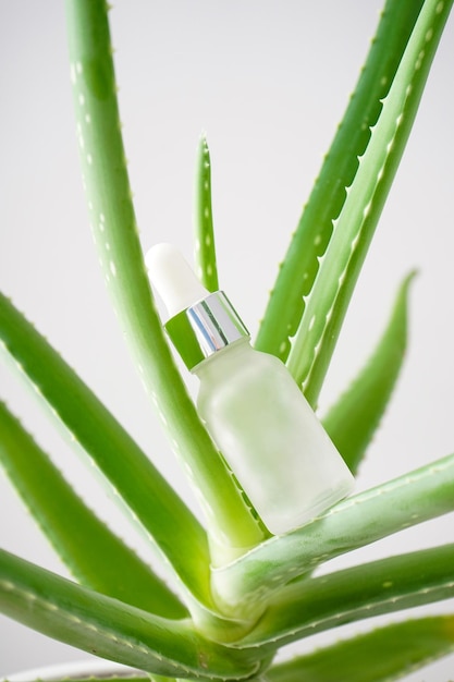 Primo piano aloe vera e cosmetici su sfondo grigio