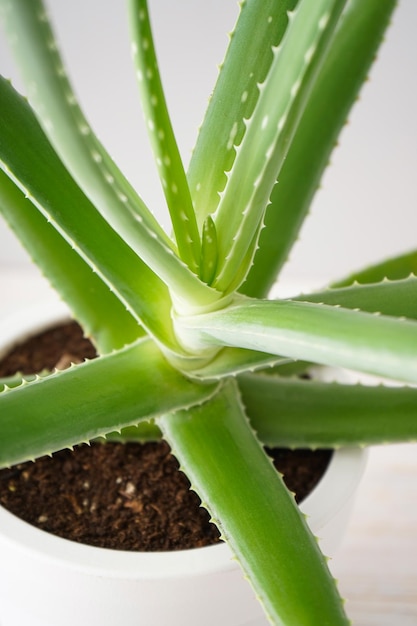 Foto primo piano aloe vera in vaso bianco su tavola di legno bianca verticalmente