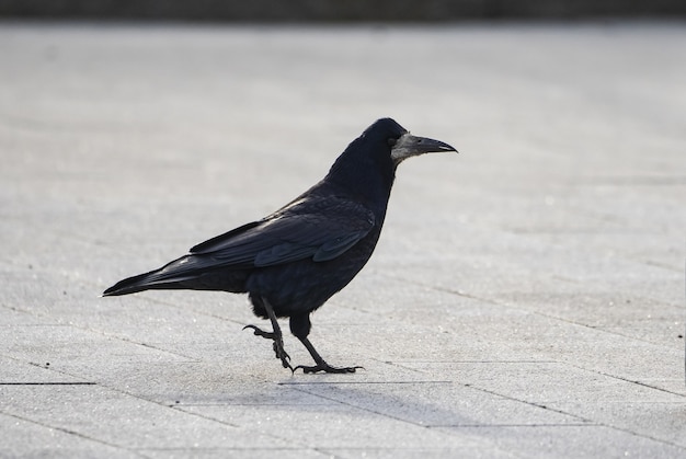 Closeup of an American crow bird