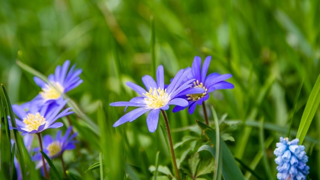 Photo closeup of an anemone blanda blue flower