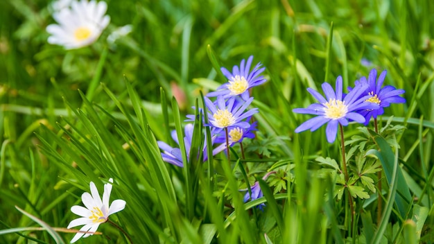 Photo closeup of an anemone blanda blue shades