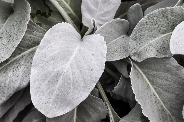 Photo closeup of angel wings (senecio candicans)