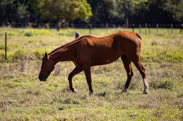 closeup of animal horse in farm pasture field