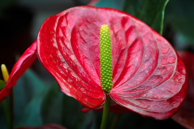 Closeup of an anthurium spadix with a red leaf