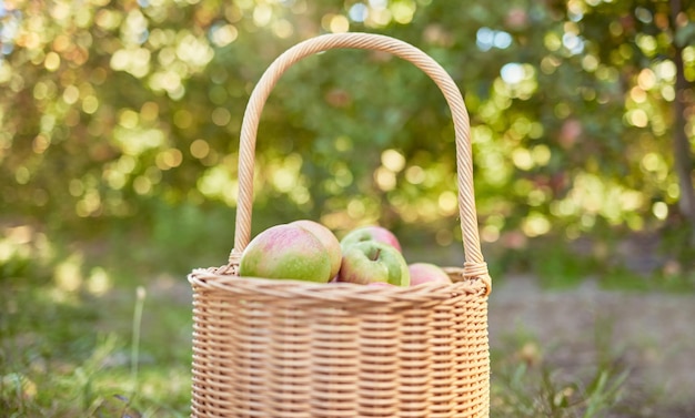 Closeup appels in een mand op een boerderij Verse landbouwproducten klaar voor oogsttijd na groei in het seizoen Rijp en klaar om te eten Fruit is een gezonde veganistische snack voor een dieet