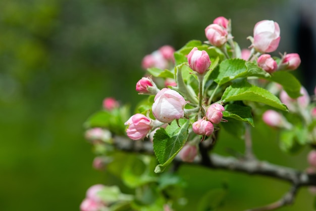 リンゴの木にリンゴの花のクローズ アップ