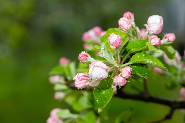 リンゴの木にリンゴの花のクローズ アップ