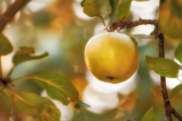 Closeup of an apple growing on a tree for harvest in a sustainable orchard juicy nutritious and ripe produce growing seasonally on a fruit farm fresh and organic crops in a thriving garden