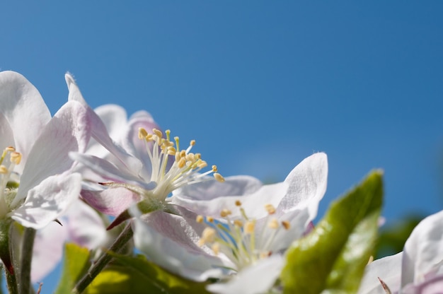 Photo closeup of an apple malus domestica blossom spring in germany