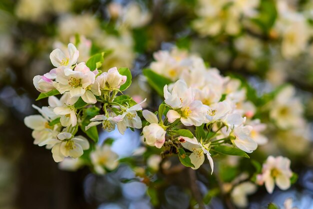 closeup of an apple tree blooming with white flowers in spring in the park