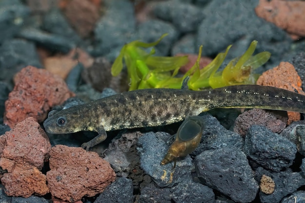 Photo closeup on an aquatic juvenile spanish ribbed newt pleurodeles waltl