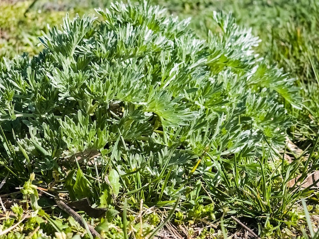 Photo closeup of artemisia in early spring wormwood medicinal plants