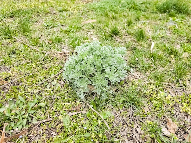 Photo closeup of artemisia in early spring wormwood medicinal plants