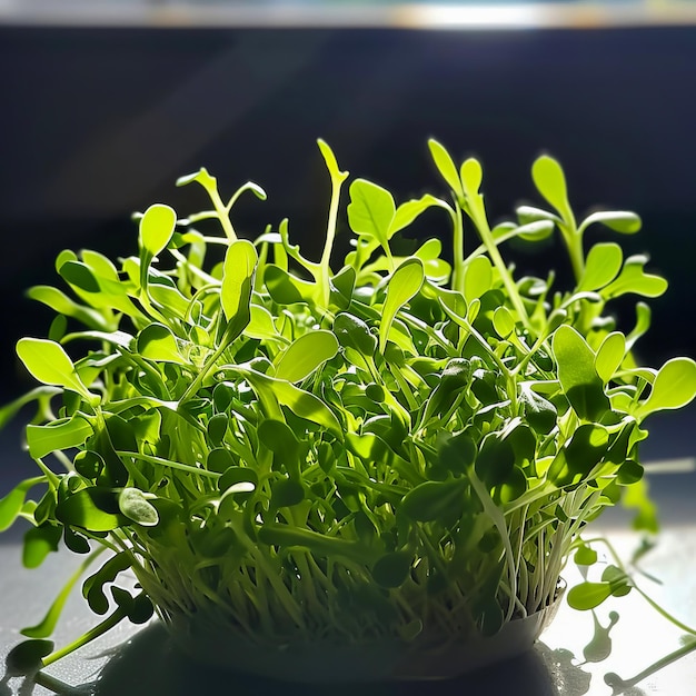 Closeup of arugula sprouts on a dark background AI generated