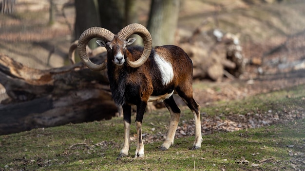 Photo closeup of asiatic mouflon in the mountain forest