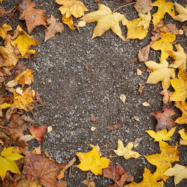 Closeup of autumn fading leaves lying on the ground Copy space