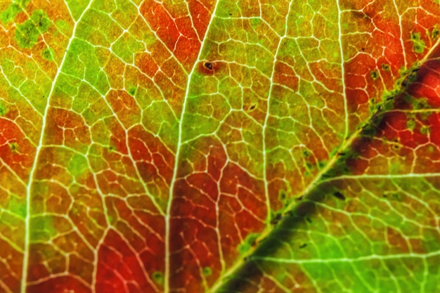 Closeup autumn fall extreme macro texture view of red orange green wood sheet tree leaf glow in sun ...