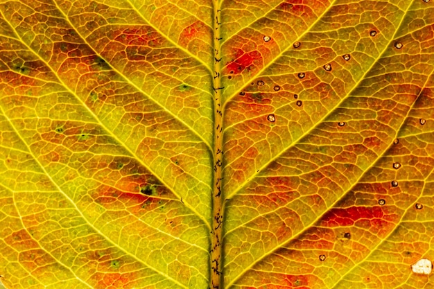 Closeup autumn fall extreme macro texture view of red orange wood sheet tree leaf glow in sun backgr