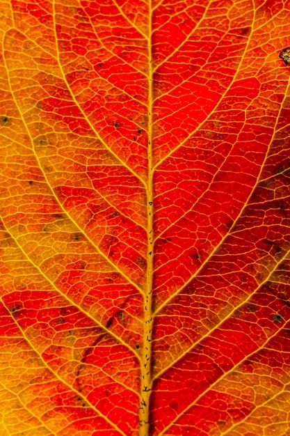 Closeup autumn fall extreme macro texture view of red orange wood sheet tree leaf glow in sun background Inspirational nature october or september wallpaper Change of seasons concept