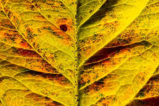 Closeup autumn fall extreme macro texture view of red orange wood sheet tree leaf glow in sun